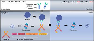 A nanobody-based molecular toolkit for ubiquitin–proteasome system explores the main role of survivin subcellular localization